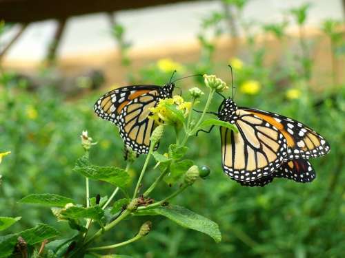 Butterfly Gran Canaria Palmitos Park