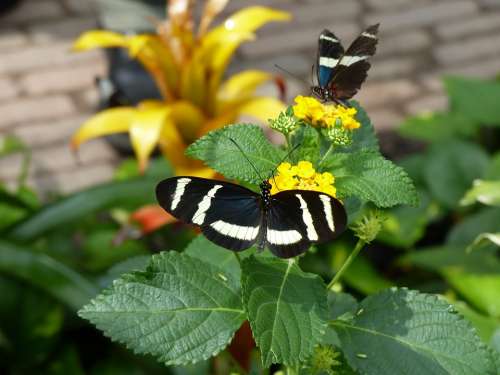 Butterfly Black And White Tender Filigree Animal