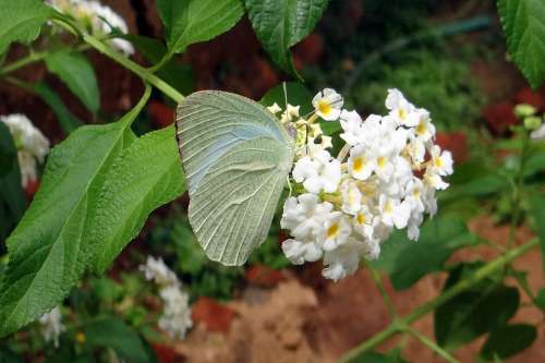 Butterfly Common Emigrant Catopsilia Pomona Macro