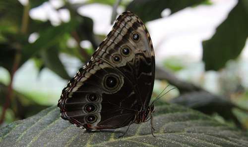 Butterfly Insect Wing Animal Close Up Animals