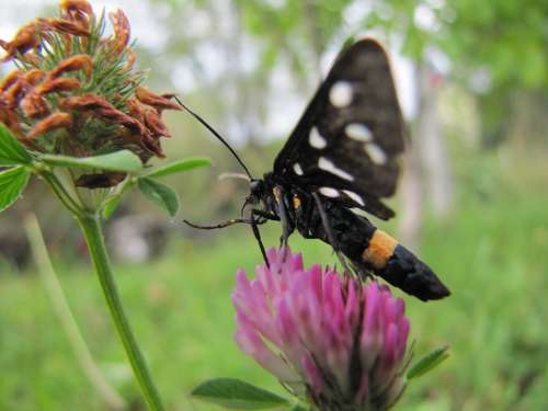 Butterfly Flower Purple Nature Sheer Macro Winged