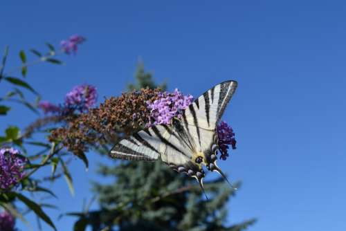 Butterfly Bush Flower Nature Flying Insects
