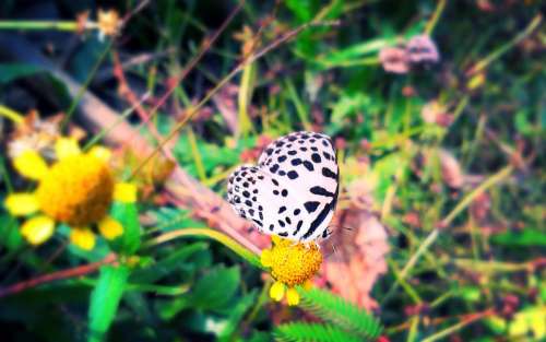 Butterfly Flower Nature Insect Wildlife Green