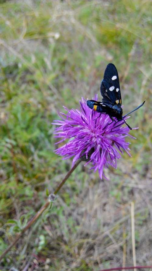 Butterfly Flower Purple Meadow Summer Insect