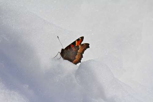 Butterfly Snow Winter Nature Cold Freezing