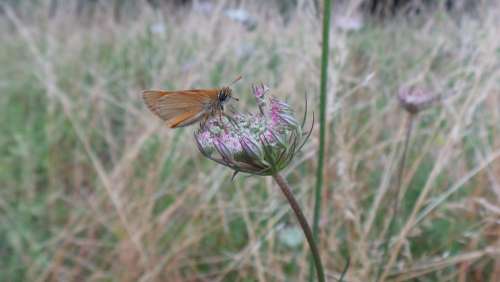 Butterfly Insect Wild Carrot Wild Plant