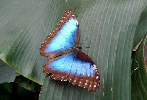 Butterfly Nature Blue Insect Animal Wing Close Up