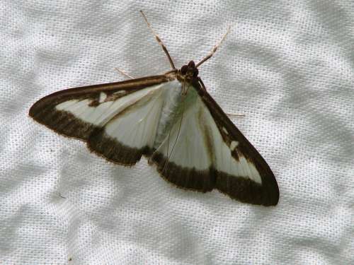 Butterfly Boxwood Borer White Black Fabric