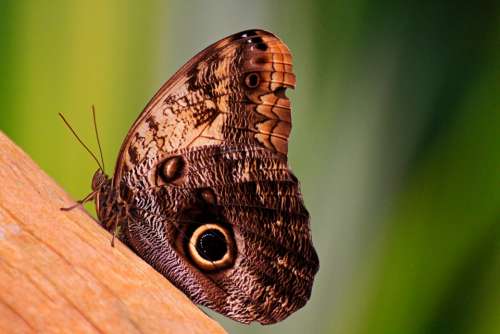 Butterfly Nature Macro Beauty Animals Colored