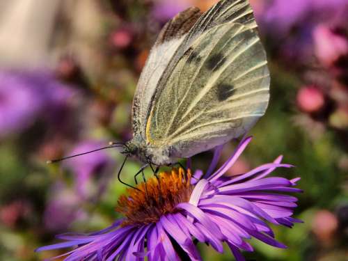 Butterfly Cabbage White Wings Flower