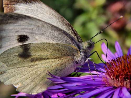 Butterfly Cabbage White Wings Flower