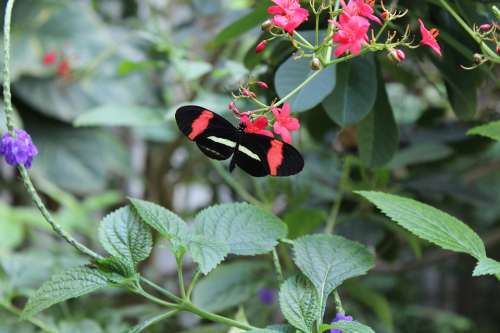 Butterfly Leaves Nature Floral Beauty Natural