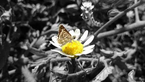 Butterfly Daisy Nature