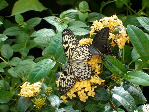 Butterfly Flowers Nature Floral Garden Yellow