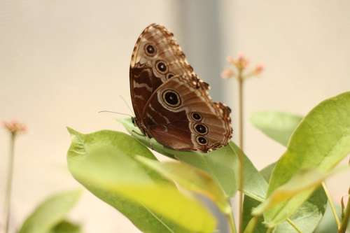 Butterfly Insect Brown Green Plant Leaf Garden