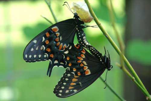 Butterfly Insect Nature Black Summer Wildlife