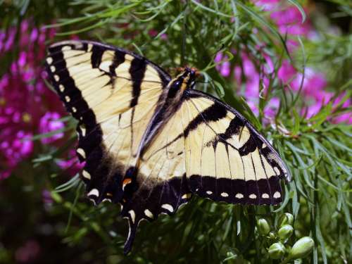 Butterfly Yellow Insect Nature Animal Flowers