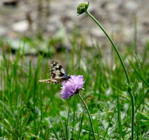 Butterfly Black White Purple Flower Grass Nature