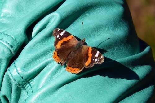 Butterfly Admiral Vanessa Atalanta Edelfalter