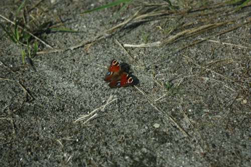 Butterfly Butterflies Insect Earth Macro Colored