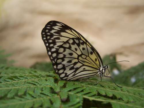 Butterfly Butterflies Papillon