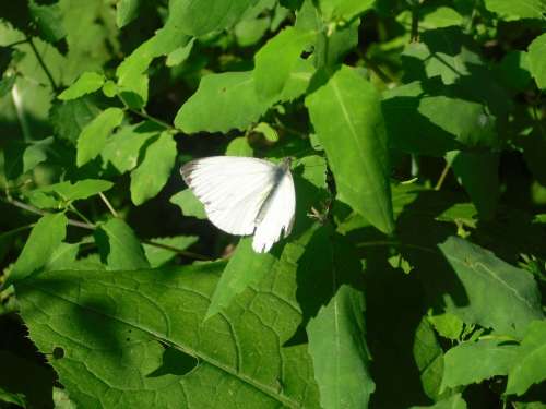 Butterfly Leaves Green