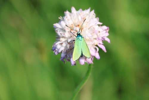 Butterfly Green Metallic Reflection Wings Insects