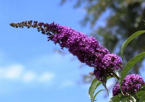 Butterfly Bush Lilac Plant Summer Lilac Flowers