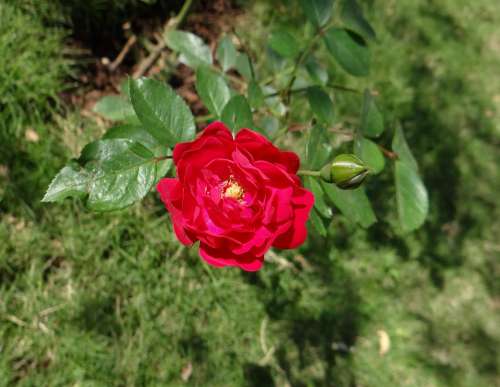 Button Rose Flower Bud Leaves Dharwad India