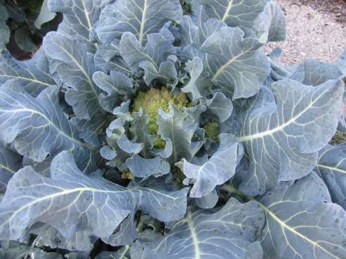 Cabbage Garden Leaves Plant Leaves Green Nutrition