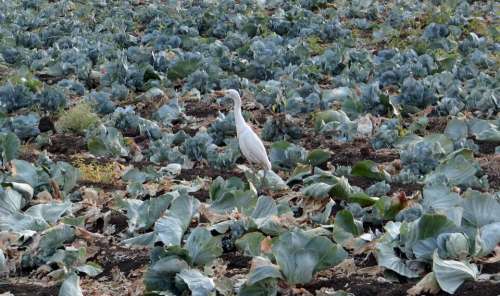 Cabbage Field Post-Harvest Residual Cattle Egret