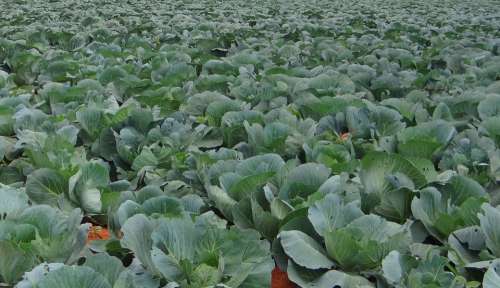 Cabbage Crop Field Vegetable India