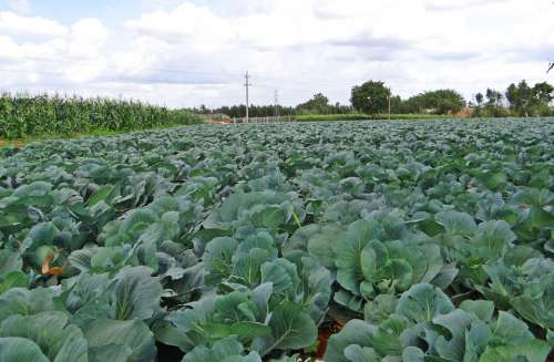 Cabbage Crop Field Vegetable India