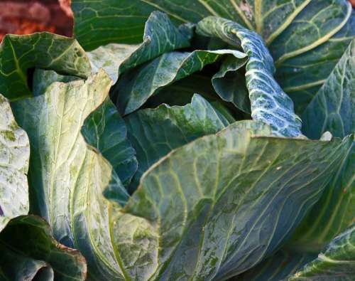 Cabbage Head Vegetable Produce Food Leaves Green