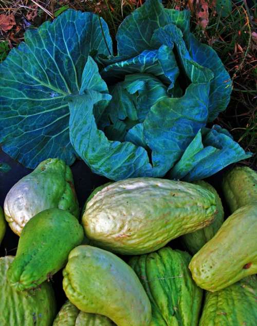Cabbage Head Shu-Shu Squash Vine Vegetable