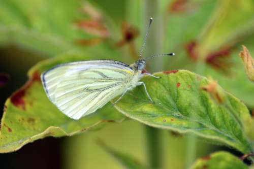 Cabbage White Butterfly White Bug Insect Pretty