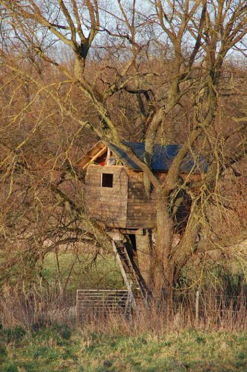 Cabin Wood Treehouse Tree Take Refuge Tranquility