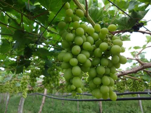 Cacho Grapes Natural