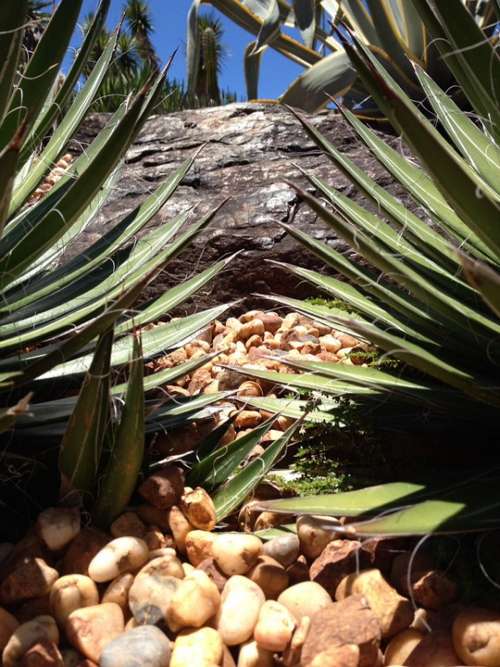Cacti Plant Se Green Nature Grow Sharp Close-Up