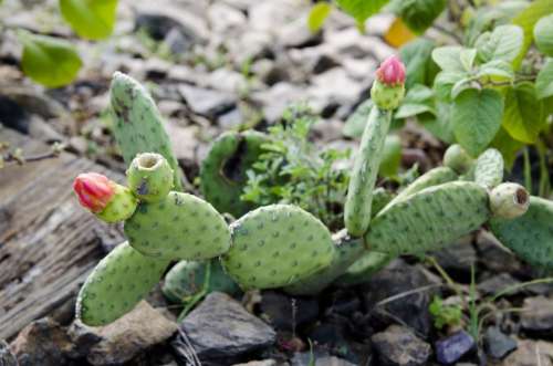 Cacti Thorny Plant Cactus Flower