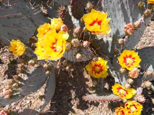 Cactus Bloom Prickly Pear Flower Arizona Plant