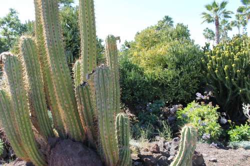 Cactus Desert Landscape Blue Sky Africa