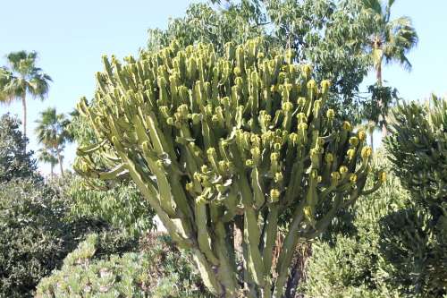 Cactus Desert Landscape Blue Sky Africa Nature