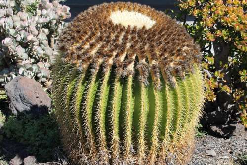 Cactus Plant Nature