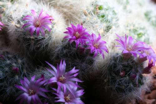 Cactus Flowering Cactus Purple Blossom Bloom
