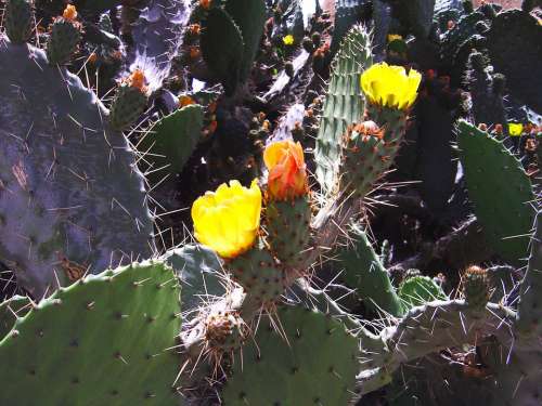 Cactus Plants Nature Yemen
