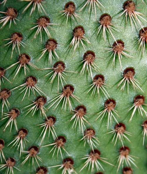 Cactus Plant Green Nature Spikes Thorns
