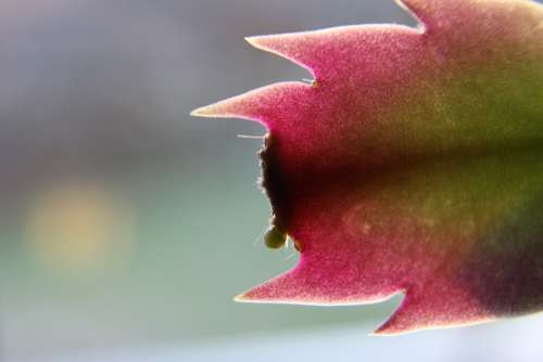 Cactus Flower Plant Red Green