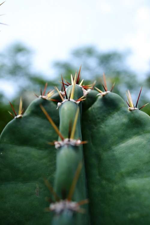 Cactus Dry Pines Desert Waterless Tough Rough