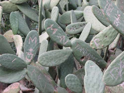 Cactus Ear Cactus Plant Name Engraved